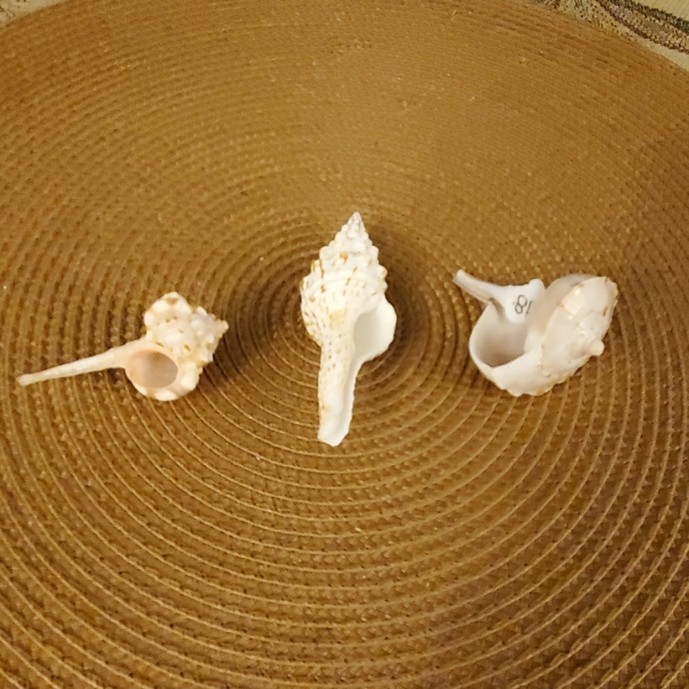 Seashell bundle - Picture 2 of 3
